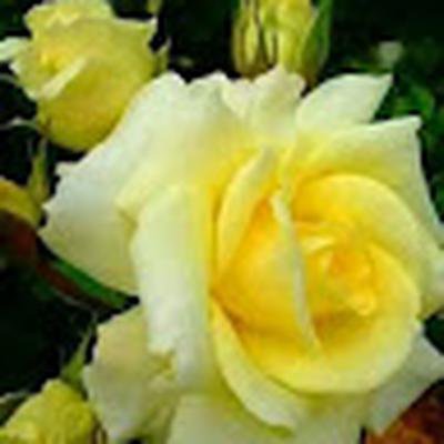 Fayyazahmad Abdurrahman