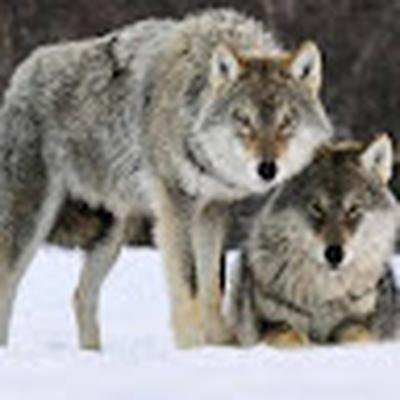 هاگان هاگان