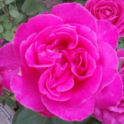 Hayatmohmed Keriwala