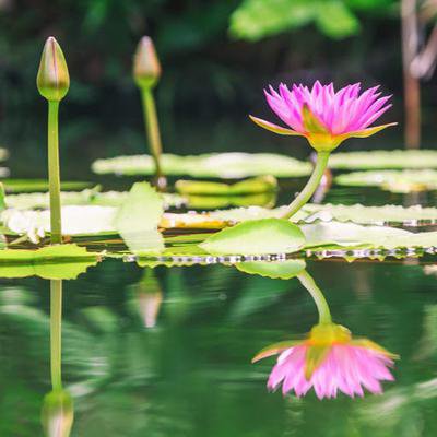 Hmashikurrahman Khan