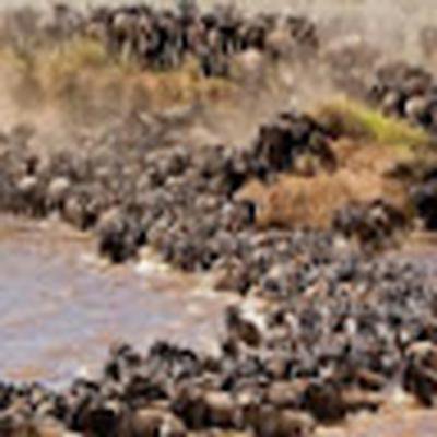 Papio Africa Holidays