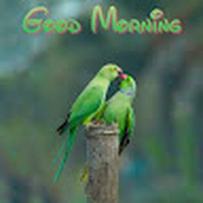 PRAVEEN SHARMA