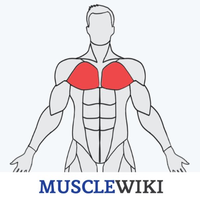 musclewiki.org Logo